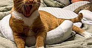 Mac joined the competition — help win amazing prizes! bed, bedroom, blanket, cat, comfort, cozy, domestic_animal, feline, fur, glasses, indoor, orange_cat, person, pet, pillow, relaxing, resting, sleeping, white_paws, yawning