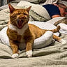 Mac joined the competition — help win amazing prizes! cat, yawning, orange_cat, white_paws, bed, blanket, pillow, person, sleeping, glasses, indoor, resting, cozy, fur, pet, domestic_animal, relaxing, feline, bedroom, comfort