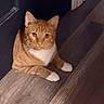 Mac is registered to the contest to win money with this photo: cat, orange_tabby, white_paws, white_chest, pet, animal, indoor, wooden_floor, door, curious, feline, whiskers, ears, relaxed, looking, close_up, mammal, domestic, flooring, quiet