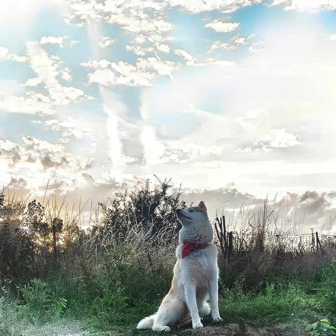 Toksook a rejoint le concours — aidez-le/la à gagner de superbes lots ! animal, canine, cloud, dog, face, grass, head, nature, outdoors, person, pet, photography, plant, portrait, puppy, sky, summer, sun, tree, vegetation