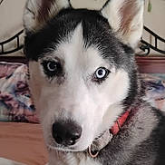 Koda Ki joined the competition — help win amazing prizes! husky, dog, siberian_husky, blue_eyes, pet, canine, fur, close_up, portrait, ears, nose, collar, bed, bedroom, indoor, whiskers, front_paws, expression, black_and_white, cute