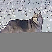 Aspen Waya is registered to the contest to win money with this photo: dog, snow, outdoor, animal, canine, winter, fur, mammal, standing, cold, nature, pet, wildlife, portrait, frozen, landscape, gray, white, background, alone