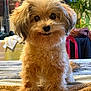Boots joined the competition — help win amazing prizes! dog, small_dog, fluffy, cute, pet, indoors, blanket, fur, animal, brown, curious, sitting, face, eyes, nose, cozy, home, plant, textiles, portrait