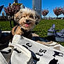 Boots joined the competition — help win amazing prizes! dog, park, grass, sunny, blue_sky, tote_bag, blanket, cityscape, trees, blossoms, outdoor, pet, happy, tongue_out, fur, leash, urban, daytime, nature, relaxation