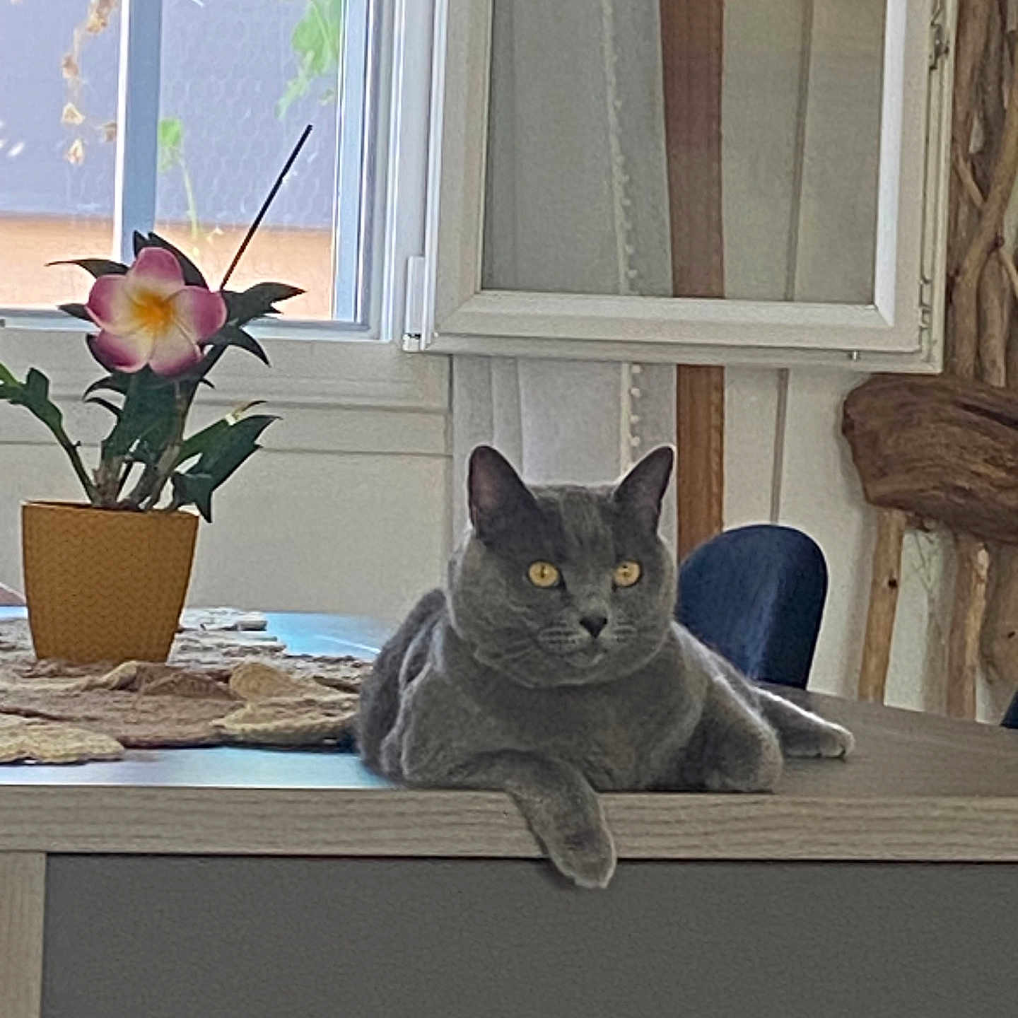 Lucia participe au concours pour gagner de l'argent avec cette photo : animal, cat, chair, cozy, curtains, domestic_animal, flower, furniture, gray_cat, home, indoor, natural_light, pet, plant_pot, potted_plant, relaxed, table, window, wood, yellow_eyes