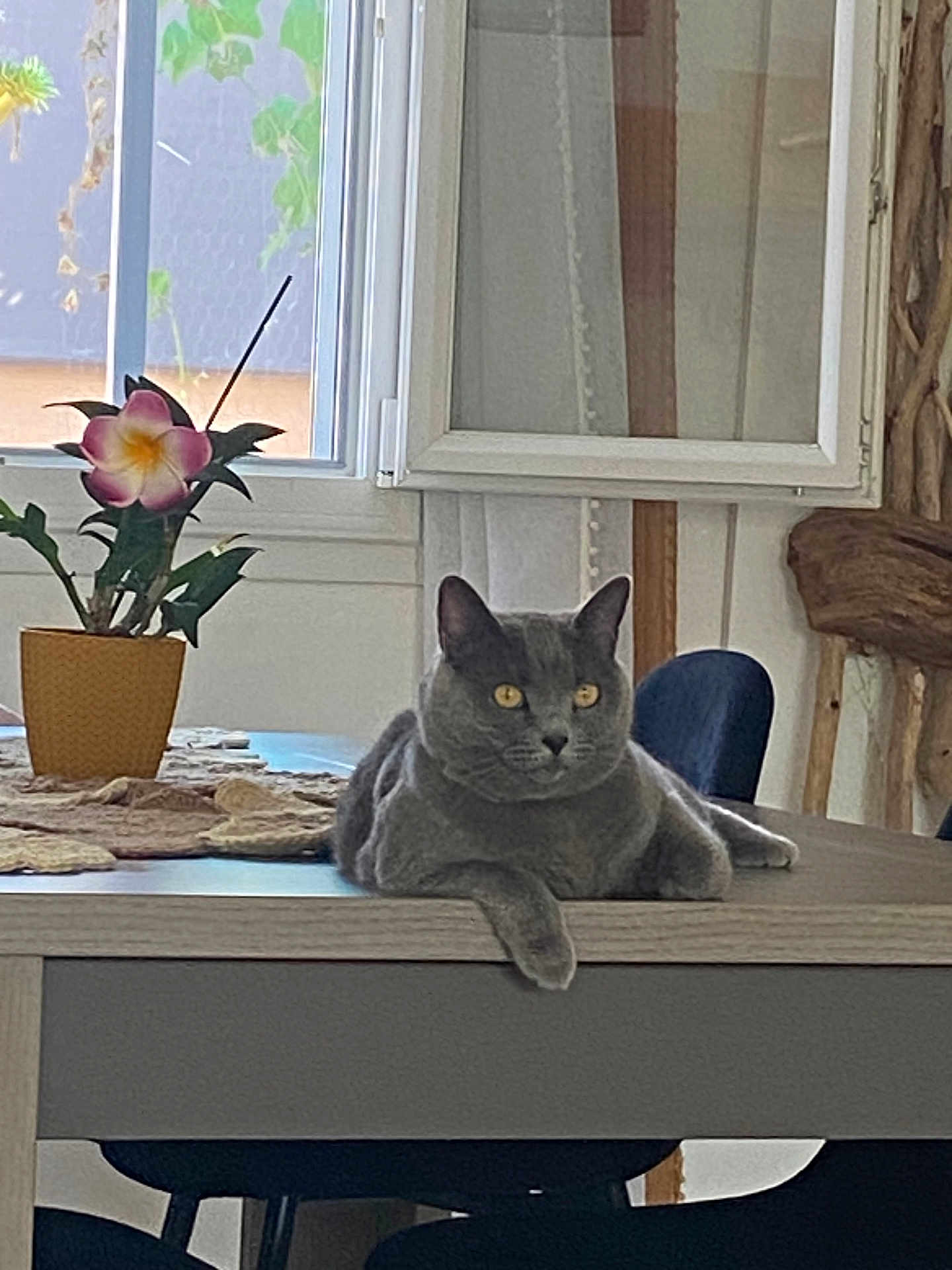 Lucia participe au concours pour gagner de l'argent avec cette photo : cat, gray_cat, table, potted_plant, flower, window, indoor, furniture, chair, wood, relaxed, pet, animal, domestic_animal, yellow_eyes, curtains, plant_pot, natural_light, cozy, home