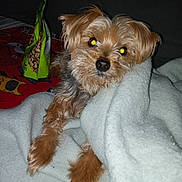 Heiyu joined the competition — help win amazing prizes! animal, blanket, blanket_wrapped, companion, cozy, curious, cute, dog, flash_reflection, fur, fur_texture, home, indoor, lying_down, paw, pet, red_blanket, relaxed, small_dog, snack_bag