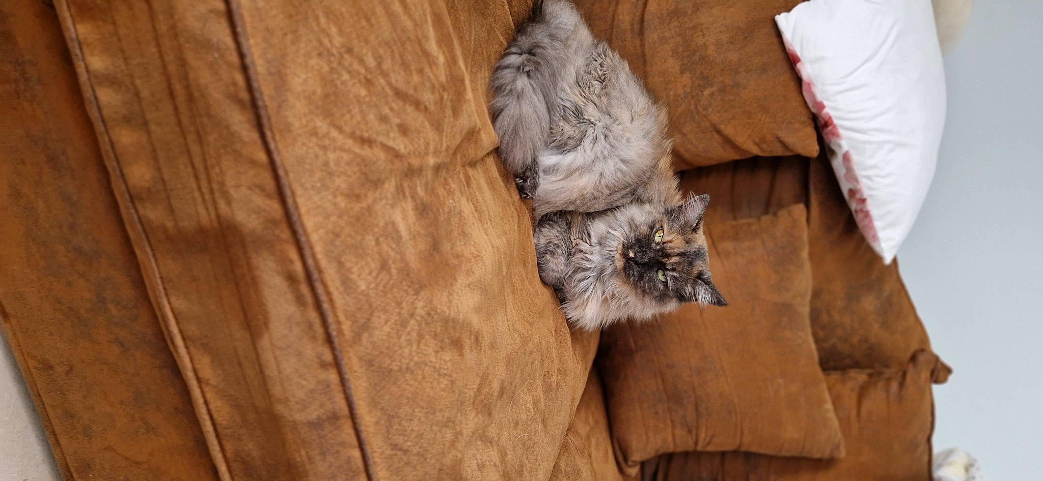 Fangy a rejoint le concours — aidez-le/la à gagner de superbes lots ! carnivore, cat, comfort, fawn, felidae, flooring, fur, grey, hardwood, pattern, paw, small_to_medium_sized_cats, tail, terrestrial_animal, whiskers, wood