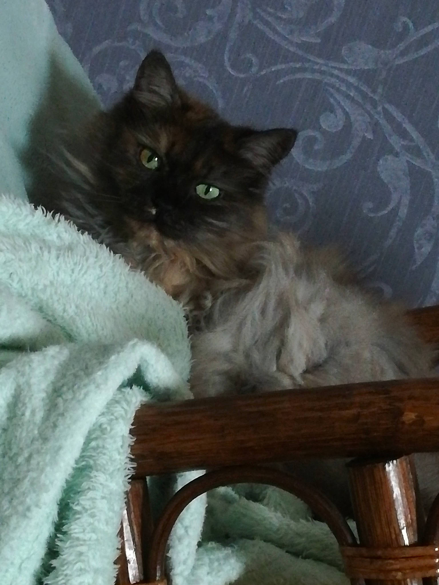 Fangy a rejoint le concours — aidez-le/la à gagner de superbes lots ! black_cat, british_longhair, carnivore, cat, chair, comfort, domestic_short_haired_cat, eye, fawn, felidae, fur, grey, hardwood, plant, sitting, small_to_medium_sized_cats, tail, tree, whiskers, wood