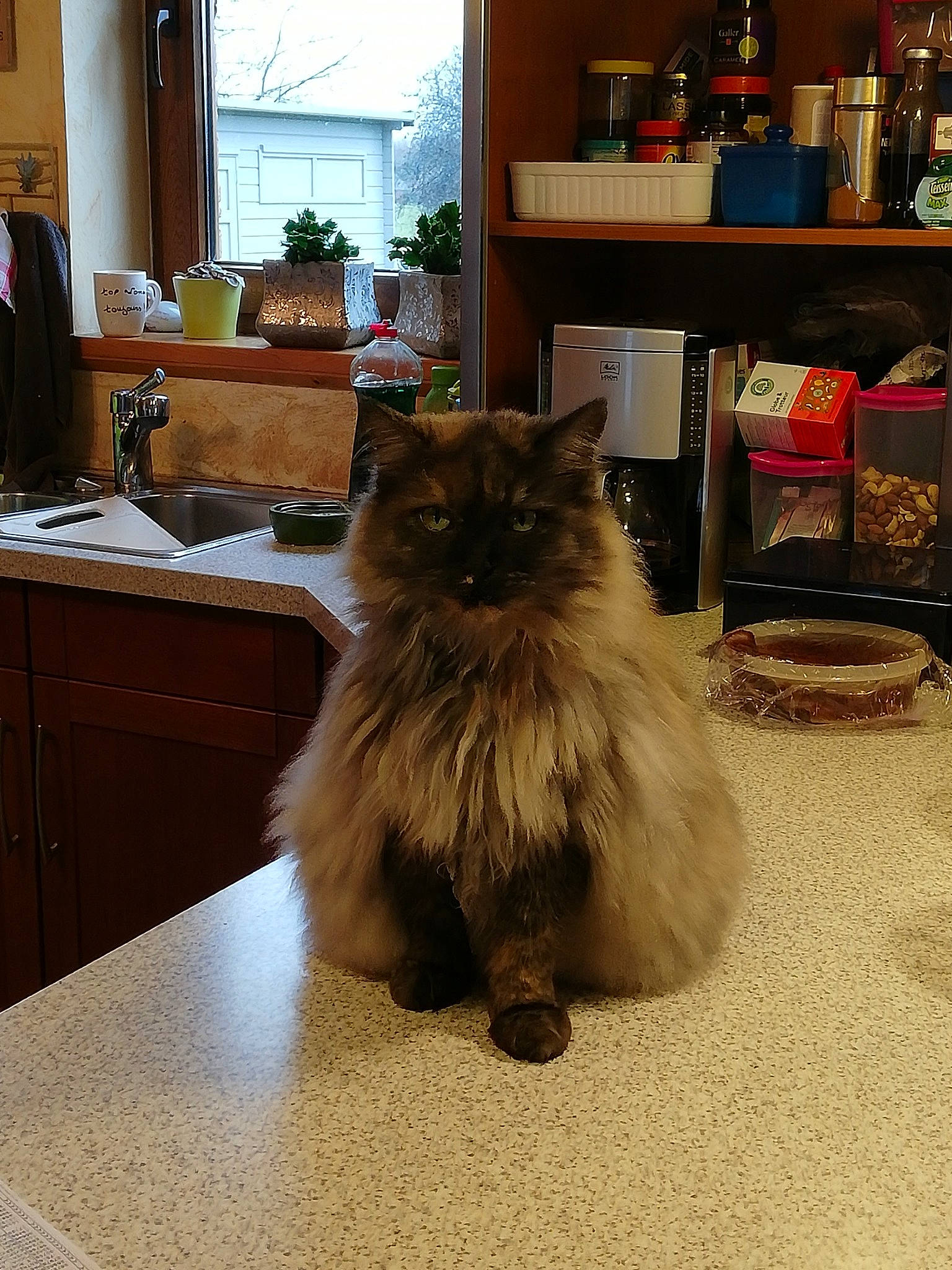 Fangy a rejoint le concours — aidez-le/la à gagner de superbes lots ! cabinetry, carnivore, cat, drawer, felidae, floor, flooring, fur, grey, hardwood, houseplant, plant, shelf, shelving, small_to_medium_sized_cats, table, tail, whiskers, window, wood