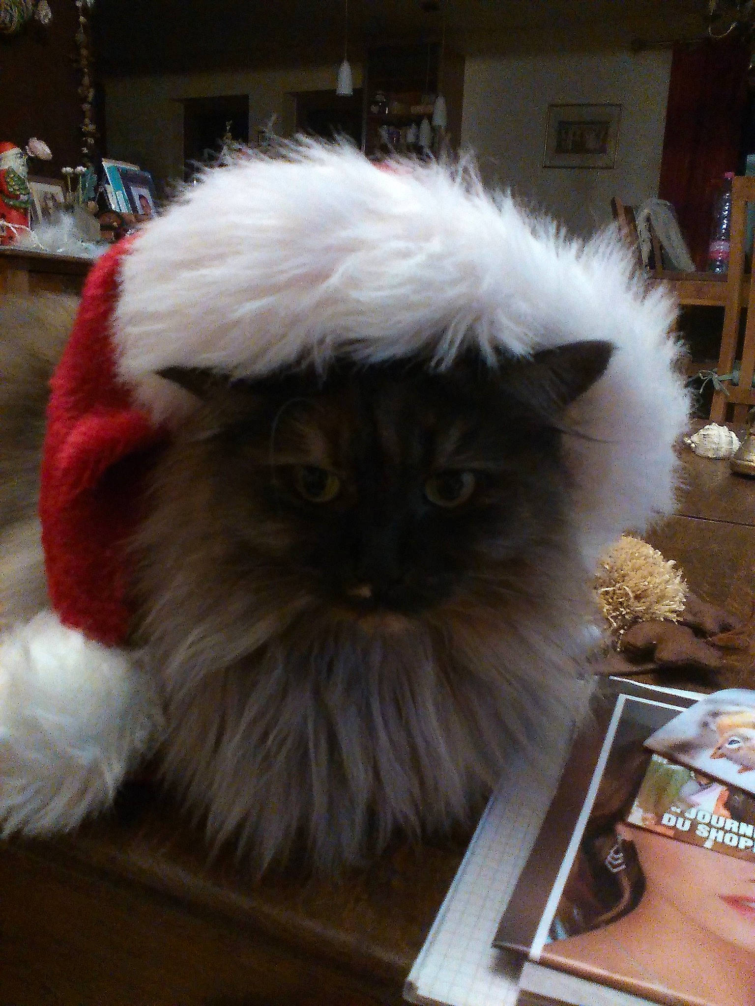 Fangy participe au concours pour gagner de l'argent avec cette photo : box, carnivore, cat, companion_dog, event, fawn, felidae, fur, ragdoll, small_to_medium_sized_cats, snout, table, tableware, whiskers