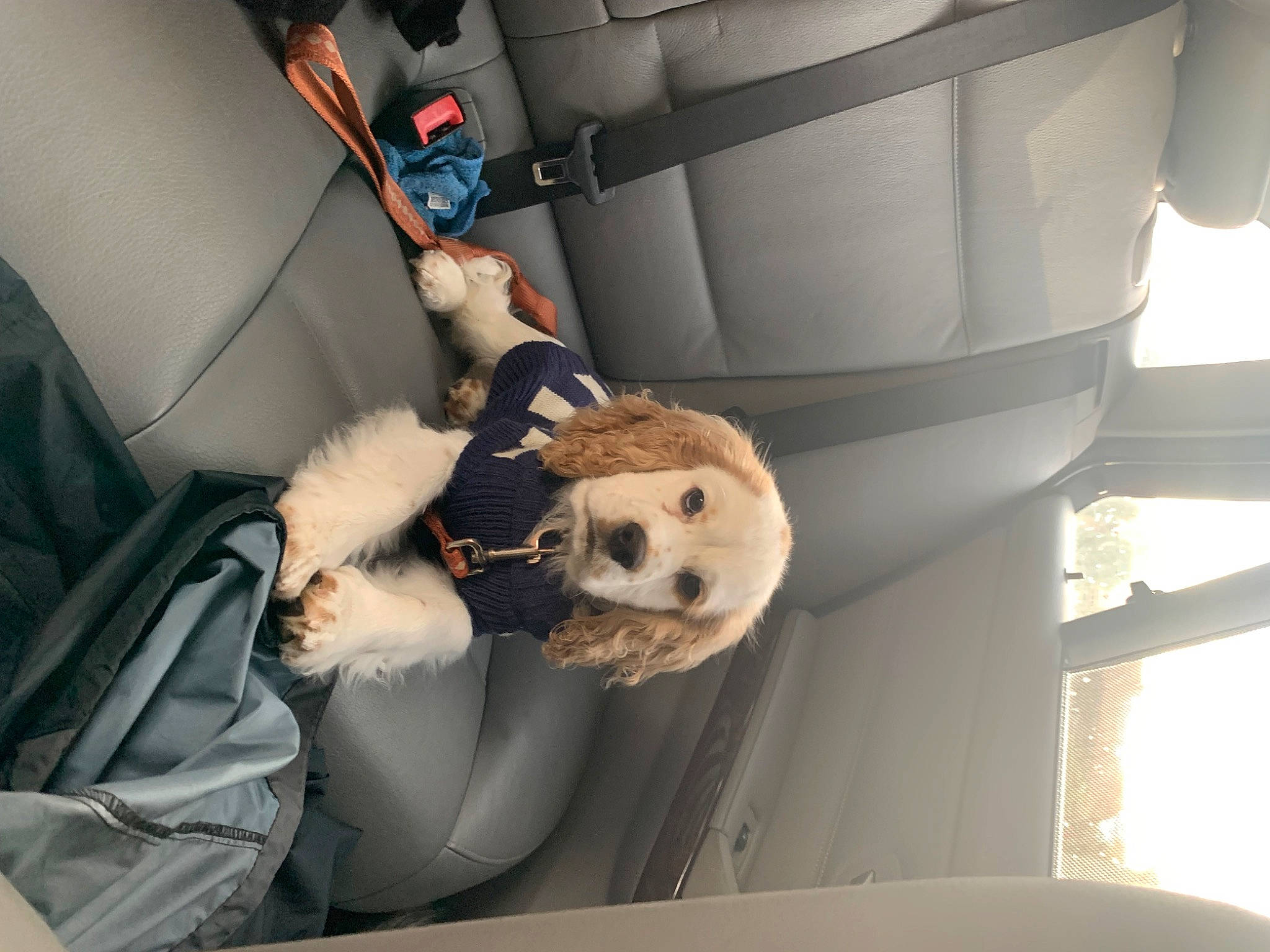 Benny joined the competition — help win amazing prizes! auto_part, automotive_design, automotive_exterior, car, car_seat, car_seat_cover, dog, family_car, head_restraint, luxury_vehicle, mode_of_transport, motor_vehicle, personal_luxury_car, seat_belt, steering_wheel, stuffed_toy, toy, trunk, vehicle, vehicle_door