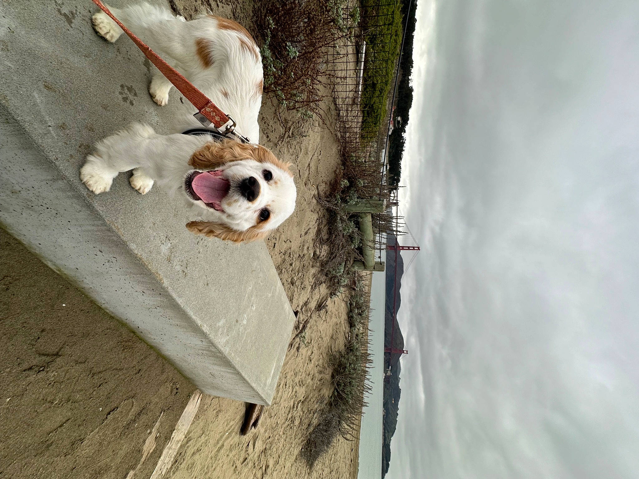 Benny is registered to the contest to win money with this photo: ball, canidae, carnivore, cloud, concrete, dog_breed, door, fawn, flooring, fur, human_body, plant, sky, snout, sporting_group, tree, trunk, twig, window, wood