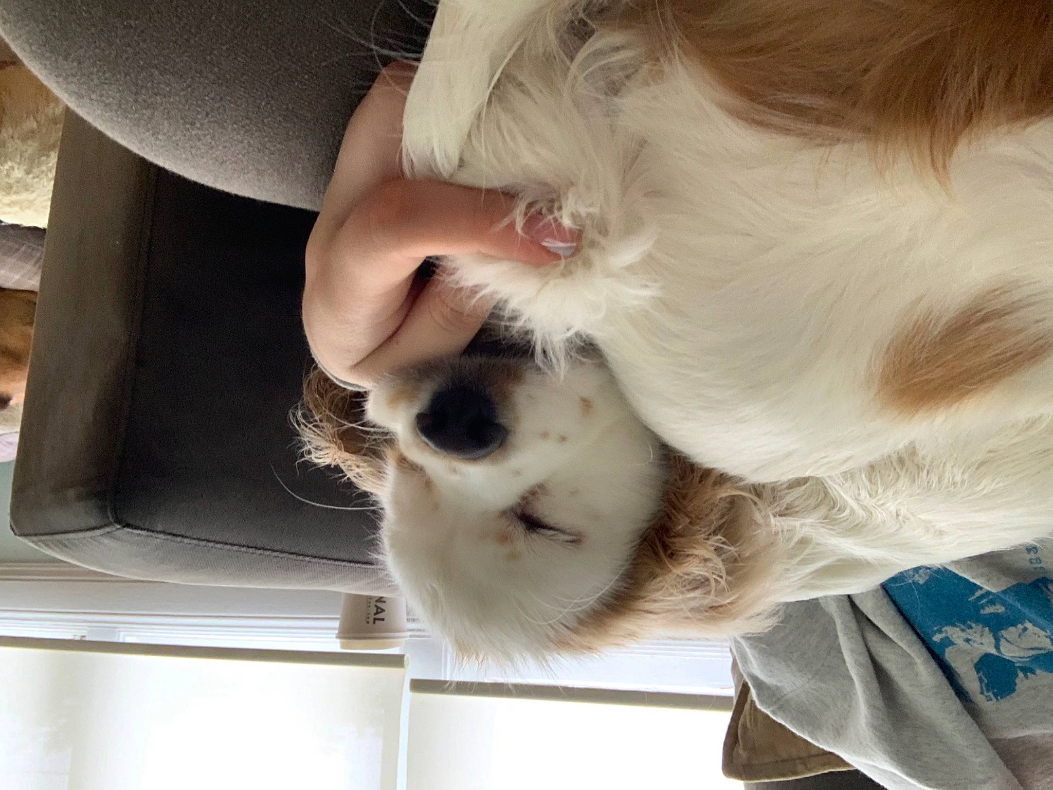 Benny is registered to the contest to win money with this photo: carnivore, cat, collar, comfort, companion_dog, dog_breed, ear, eyelash, eyewear, fawn, felidae, fur, mammal, paw, pet_supply, small_to_medium_sized_cats, snout, tail, vertebrate, whiskers