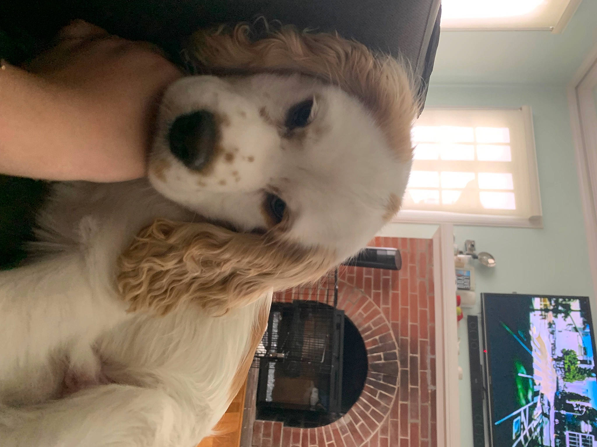 Benny is registered to the contest to win money with this photo: bookcase, carnivore, companion_dog, dog_breed, eyewear, fawn, felidae, fur, hat, headgear, home_appliance, nose, picture_frame, shelf, single_lens_reflex_camera, skull, snout, stuffed_toy, toy, whiskers