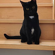 Agatha a rejoint le concours — aidez-le/la à gagner de superbes lots ! alert, animal, black_cat, cat, curious, cute, domestic_cat, ears, feline, indoor, pet, portrait, sitting, stairs, tail, whiskers, white_patch, wooden_stairs, yellow_eyes, young_cat