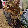 Mocha joined the competition — help win amazing prizes! animal, blur, board, brown, carpet, cat, curtain, domestic, ears, floor, furniture, household, indoor, paws, pet, plastic_bag, room, skateboard, tabby, whiskers