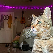 Mocha is registered to the contest to win money with this photo: bed, bedroom, blanket, carpet, cat, darts_board, door, feline, guitar, indoor, lamp, laundry_basket, pet, purple_lights, shoes, string_lights, tabby_cat, towels, wall, whiskers