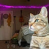 bed, bedroom, blanket, carpet, cat, darts_board, door, feline, guitar, indoor, lamp, laundry_basket, pet, purple_lights, shoes, string_lights, tabby_cat, towels, wall, whiskers