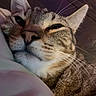 Mocha is registered to the contest to win money with this photo: animal, cat, close_up, cozy, cute, eyes_half_closed, face, feline, fur, indoors, mammal, pet, portrait, relaxed, sleepy, snuggling, soft, tabby_cat, warm_lighting, whiskers