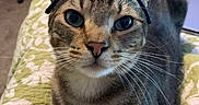 Mocha joined the competition — help win amazing prizes! animal, bed, cat, closeup, cute, domestic_cat, ears, feline, fur, hair_ties, indoor, looking_up, mischievous, pet, playful, quilt, resting, striped, tabby, whiskers