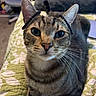 animal, bed, cat, closeup, cute, domestic_cat, ears, feline, fur, hair_ties, indoor, looking_up, mischievous, pet, playful, quilt, resting, striped, tabby, whiskers