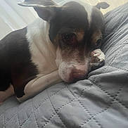 Daizy joined the competition — help win amazing prizes! animal, bed, blanket, brown_and_white, closeup, companion, cozy, curtains, dog, ears, fur, indoor, paw, pet, quiet, quilted, relaxed, resting, snout, soft_light