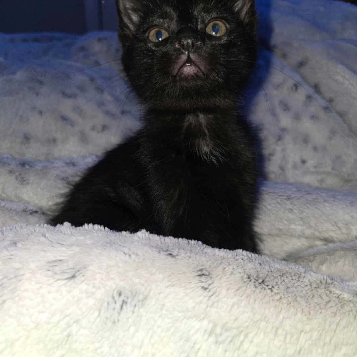 Shadow joined the competition — help win amazing prizes! animal, black_cat, blanket, comfort, cozy, curious, cute, ears, eyes, feline, fur, home, indoor, kitten, pet, portrait, sitting, soft, whiskers, young