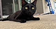 Jerry is registered to the contest to win money with this photo: black_cat, cat, animal, pet, outdoor, concrete, patio, curious, lying_down, close_up, feline, whiskers, ears, yellow_eyes, daylight, glass_door, building, shadow, relaxing, home