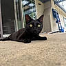 black_cat, cat, animal, pet, outdoor, concrete, patio, curious, lying_down, close_up, feline, whiskers, ears, yellow_eyes, daylight, glass_door, building, shadow, relaxing, home