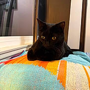 Jerry is registered to the contest to win money with this photo: cat, black_cat, animal, pet, indoor, chair, towel, colorful, yellow_eyes, feline, window, furniture, cozy, resting, curious, domestic_animal, portrait, closeup, relaxed, sitting