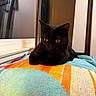 cat, black_cat, animal, pet, indoor, chair, towel, colorful, yellow_eyes, feline, window, furniture, cozy, resting, curious, domestic_animal, portrait, closeup, relaxed, sitting