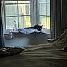 Jerry joined the competition — help win amazing prizes! black_cat, cat, window, window_perch, bed, pillow, blanket, curtain, blinds, indoor, natural_light, resting_cat, furniture, cozy, domestic, quiet, home, pet, animal, relaxing