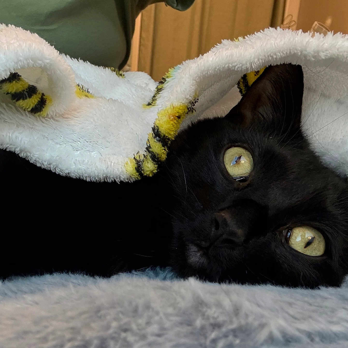 Jerry joined the competition — help win amazing prizes! black_cat, cat, yellow_eyes, blanket, striped_blanket, close_up, indoor, feline, pet, cozy, soft_texture, resting, animal, domestic_animal, fur, comfort, home, person_partial, green_shirt, bedroom