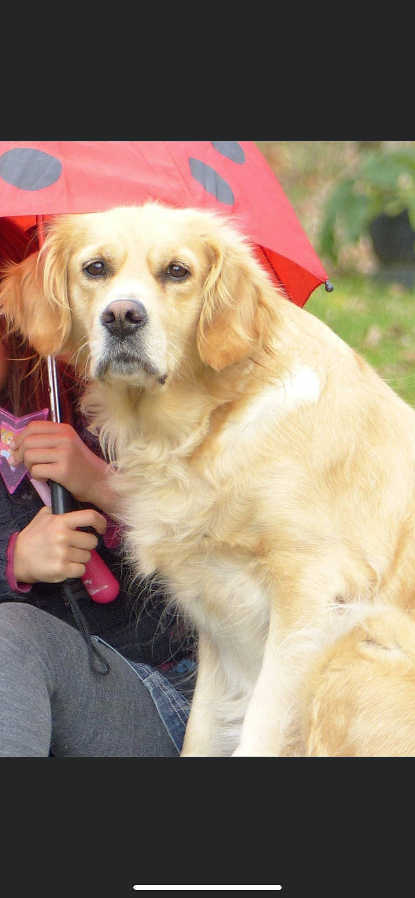 Fidji participe au concours pour gagner de l'argent avec cette photo : ancient_dog_breeds, canidae, carnivore, companion_dog, dog, dog_breed, fawn, golden_retriever, mammal, puppy, puppy_love, rare_breed_dog, retriever, small_greek_domestic_dog, snout, sporting_group, vertebrate