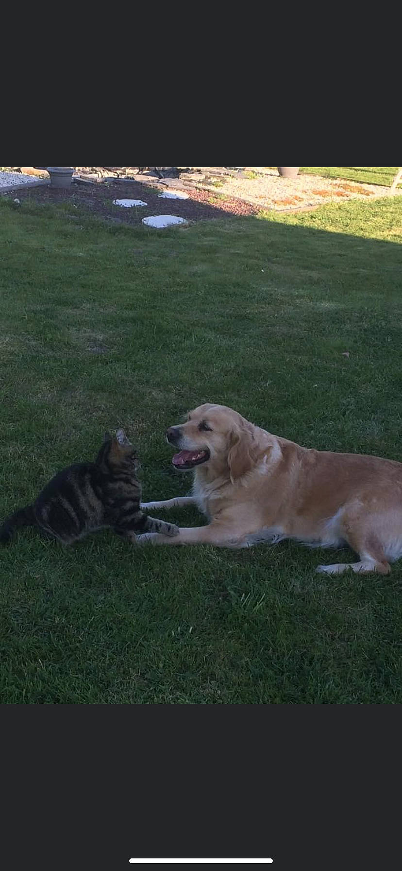 Fidji participe au concours pour gagner de l'argent avec cette photo : anatolian_shepherd_dog, broholmer, canidae, carnivore, companion_dog, dog, dog_breed, fawn, golden_retriever, grass, hovawart, labrador_retriever, lawn, mammal, retriever, snout, sporting_group, tail, vertebrate