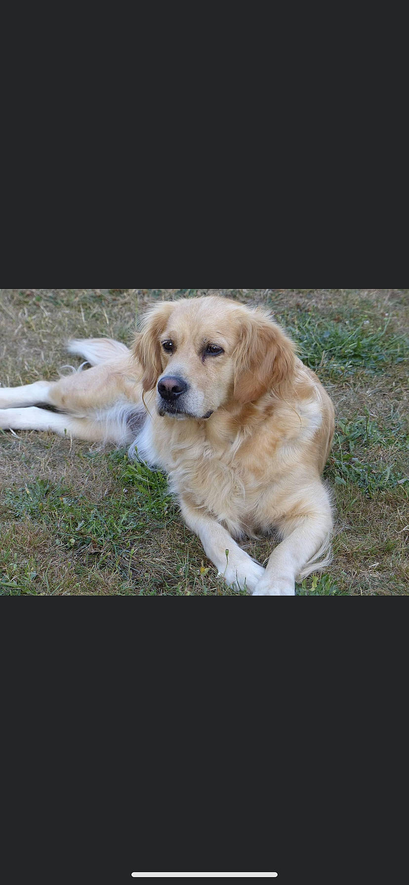 Fidji a rejoint le concours — aidez-le/la à gagner de superbes lots ! canidae, carnivore, companion_dog, dog, dog_breed, fawn, golden_retriever, grass, labrador_retriever, mammal, puppy, rare_breed_dog, retriever, small_greek_domestic_dog, snout, sporting_group, vertebrate