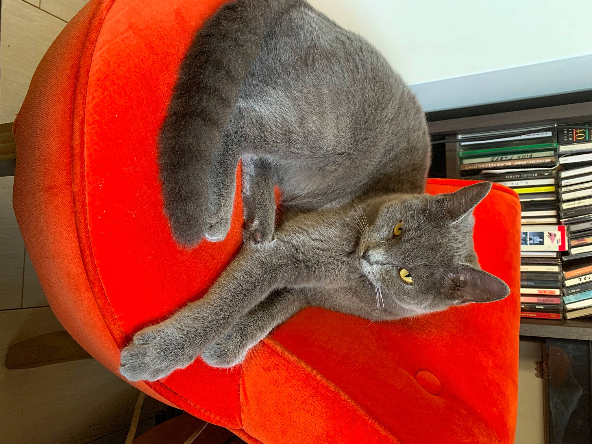 Luna a rejoint le concours — aidez-le/la à gagner de superbes lots ! british_shorthair, carnivore, cat, chartreux, domestic_short_haired_cat, felidae, korat, nebelung, russian_blue, small_to_medium_sized_cats, whiskers