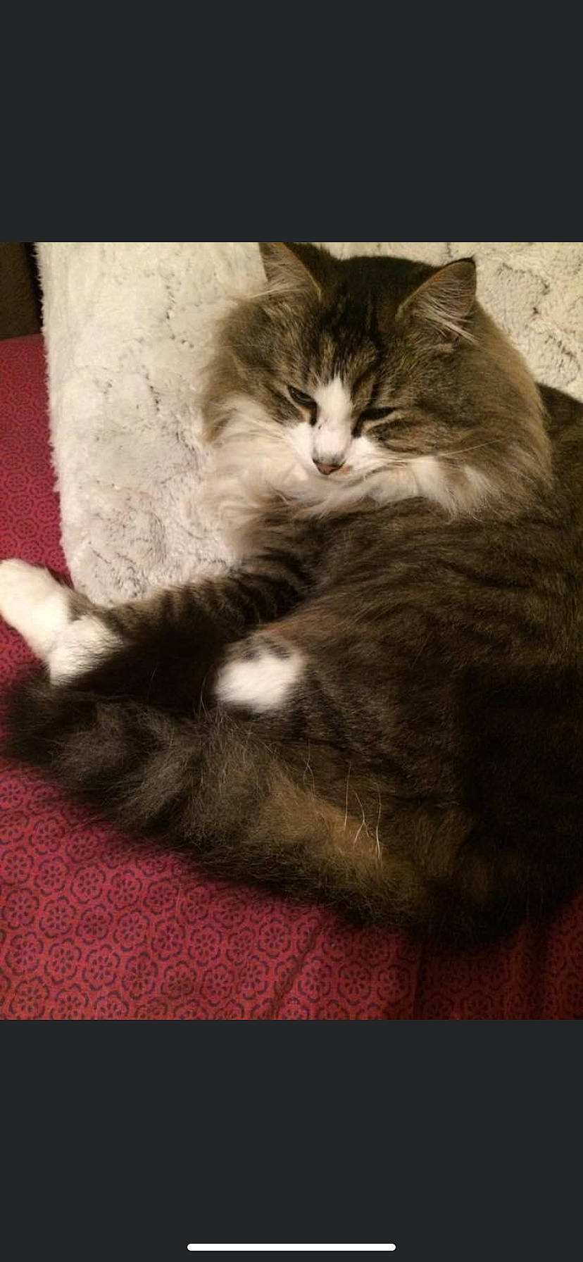 Bisous a rejoint le concours — aidez-le/la à gagner de superbes lots ! carnivore, cat, domestic_short_haired_cat, european_shorthair, felidae, fur, kitten, maine_coon, norwegian_forest_cat, polydactyl_cat, small_to_medium_sized_cats, tabby_cat, tail, whiskers