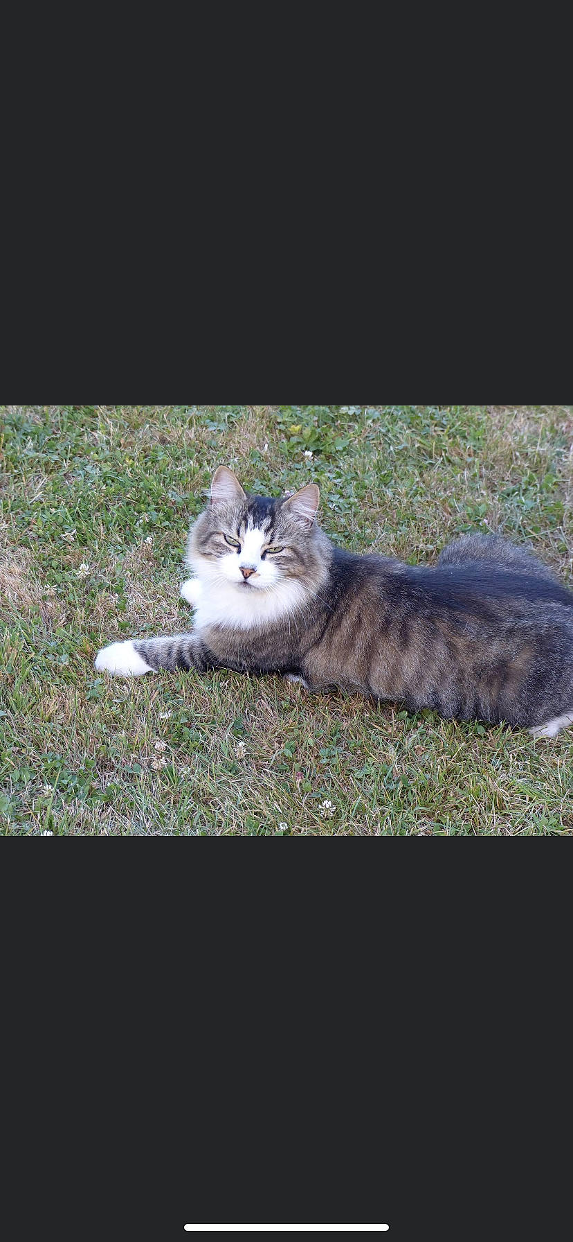 Bisous a rejoint le concours — aidez-le/la à gagner de superbes lots ! carnivore, cat, domestic_short_haired_cat, european_shorthair, felidae, fur, grass, kitten, lawn, maine_coon, norwegian_forest_cat, photography, plant, polydactyl_cat, siberian, small_to_medium_sized_cats, tabby_cat, tail, whiskers, wild_cat