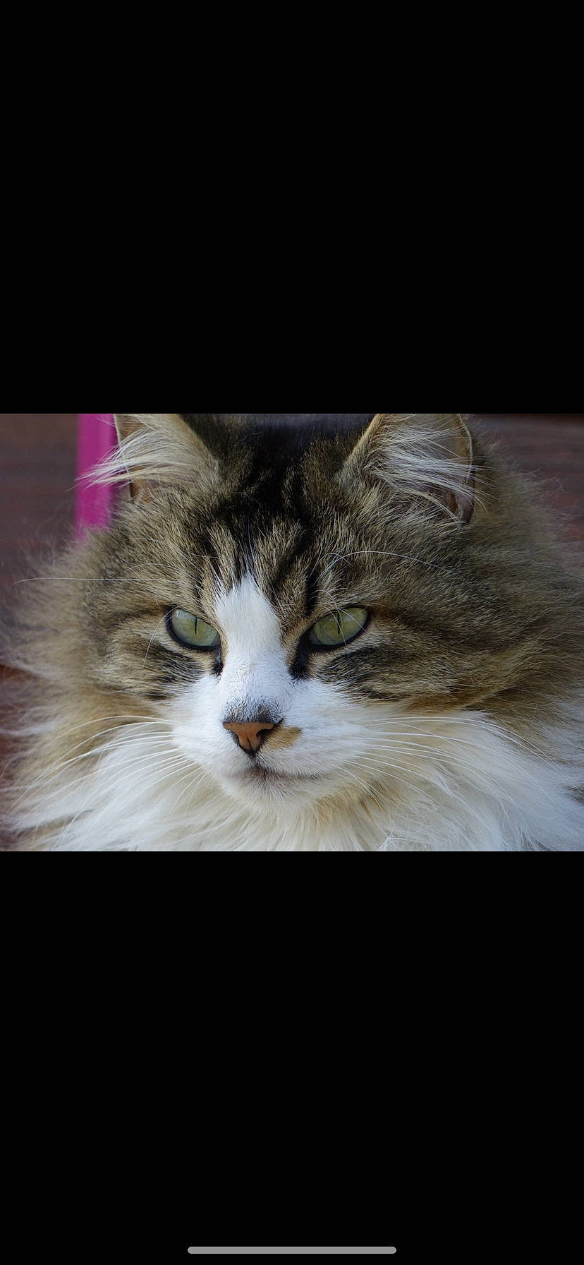 Bisous a rejoint le concours — aidez-le/la à gagner de superbes lots ! american_curl, carnivore, cat, domestic_long_haired_cat, eye, felidae, fur, kitten, maine_coon, mammal, norwegian_forest_cat, nose, photo_caption, photography, ragamuffin, siberian, sky, small_to_medium_sized_cats, snout, whiskers