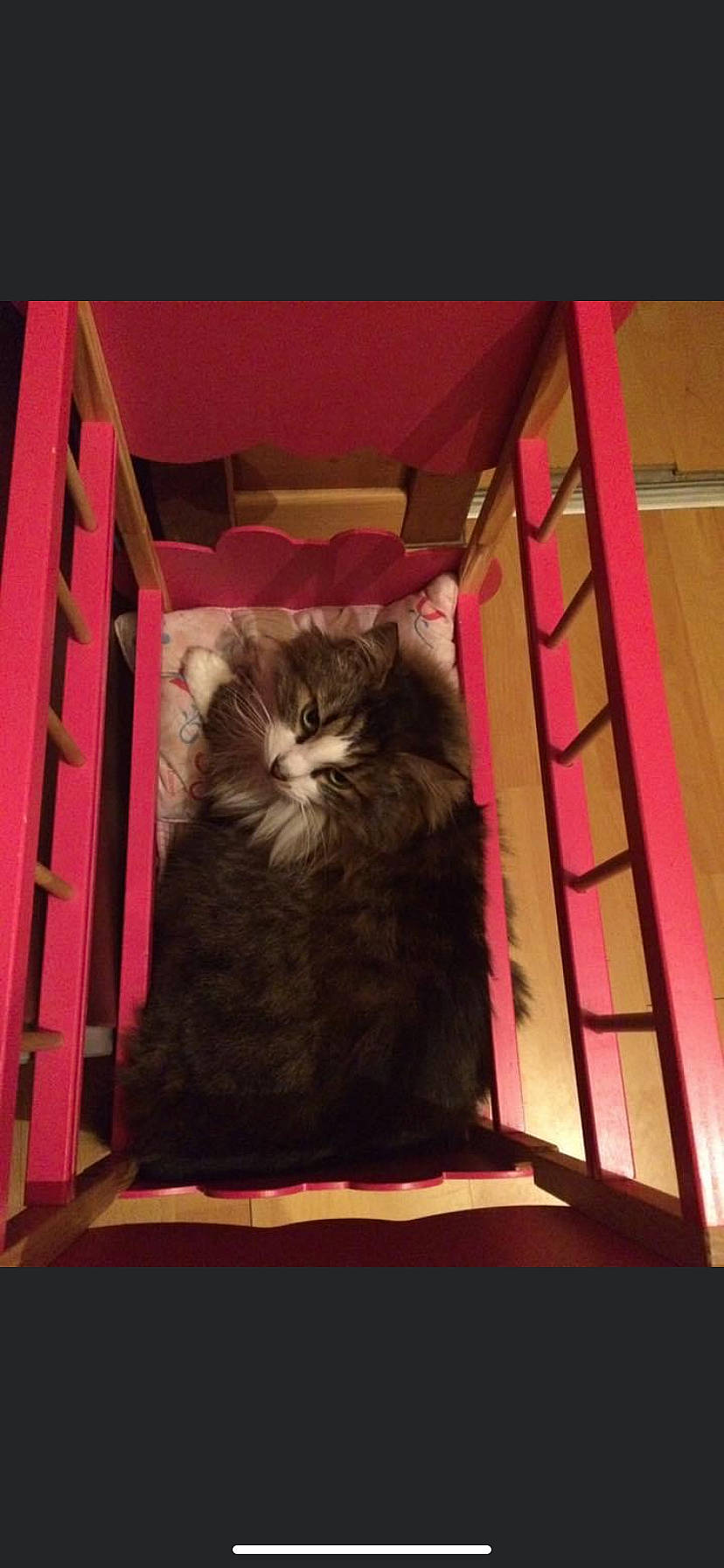 Bisous participe au concours pour gagner de l'argent avec cette photo : carnivore, cat, felidae, kitten, maine_coon, norwegian_forest_cat, persian, small_to_medium_sized_cats, whiskers