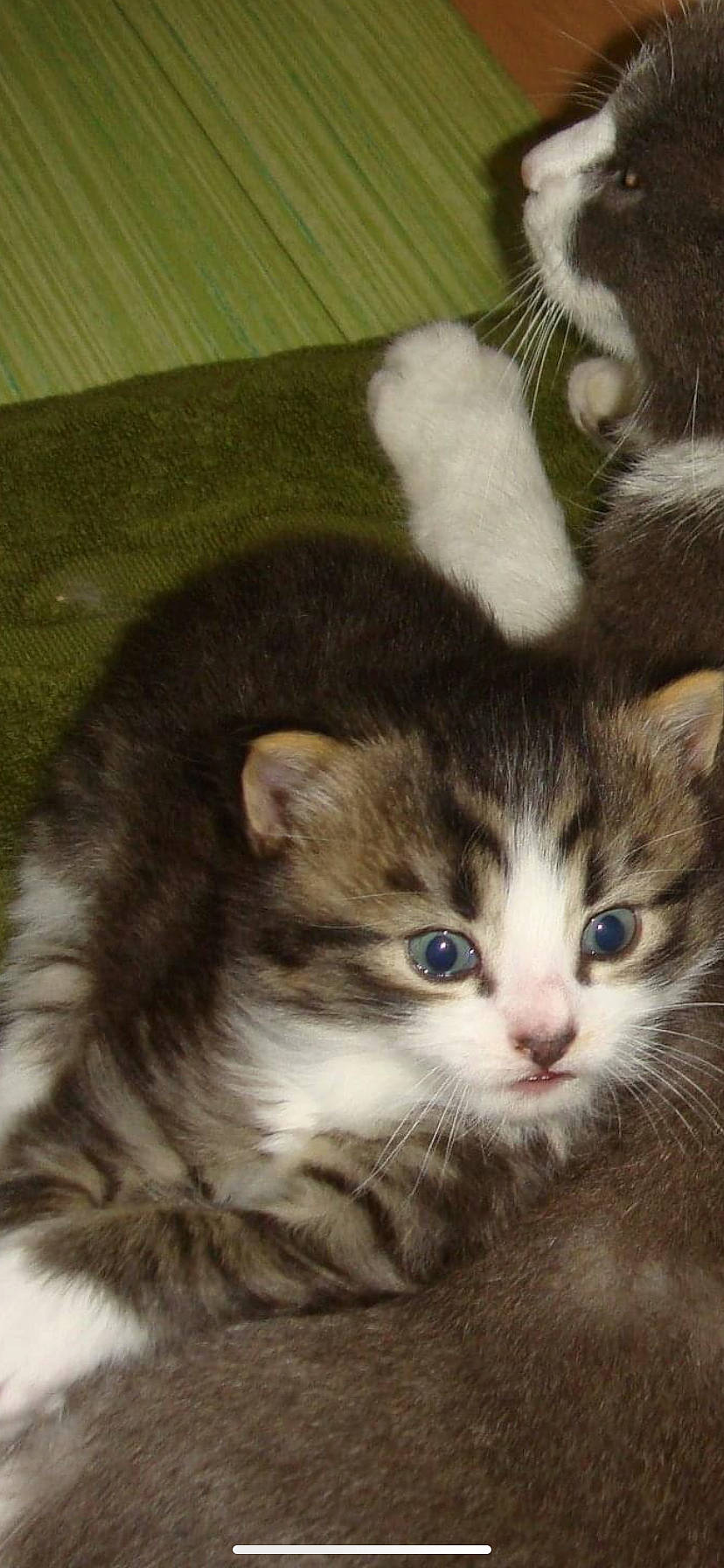 Bisous participe au concours pour gagner de l'argent avec cette photo : american_curl, american_shorthair, american_wirehair, asian, carnivore, cat, cymric, domestic_short_haired_cat, european_shorthair, fawn, felidae, kitten, mammal, norwegian_forest_cat, polydactyl_cat, ragamuffin, siberian, small_to_medium_sized_cats, vertebrate, whiskers