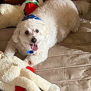 Benji joined the competition — help win amazing prizes! dog, white_dog, small_dog, pet, animal, playing, playful, happy, tongue_out, blue_bandana, stuffed_animal, plush_toy, red_toy, bed, cushion, indoor, home, portrait, fluffy_fur, sitting