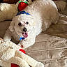dog, white_dog, small_dog, pet, animal, playing, playful, happy, tongue_out, blue_bandana, stuffed_animal, plush_toy, red_toy, bed, cushion, indoor, home, portrait, fluffy_fur, sitting