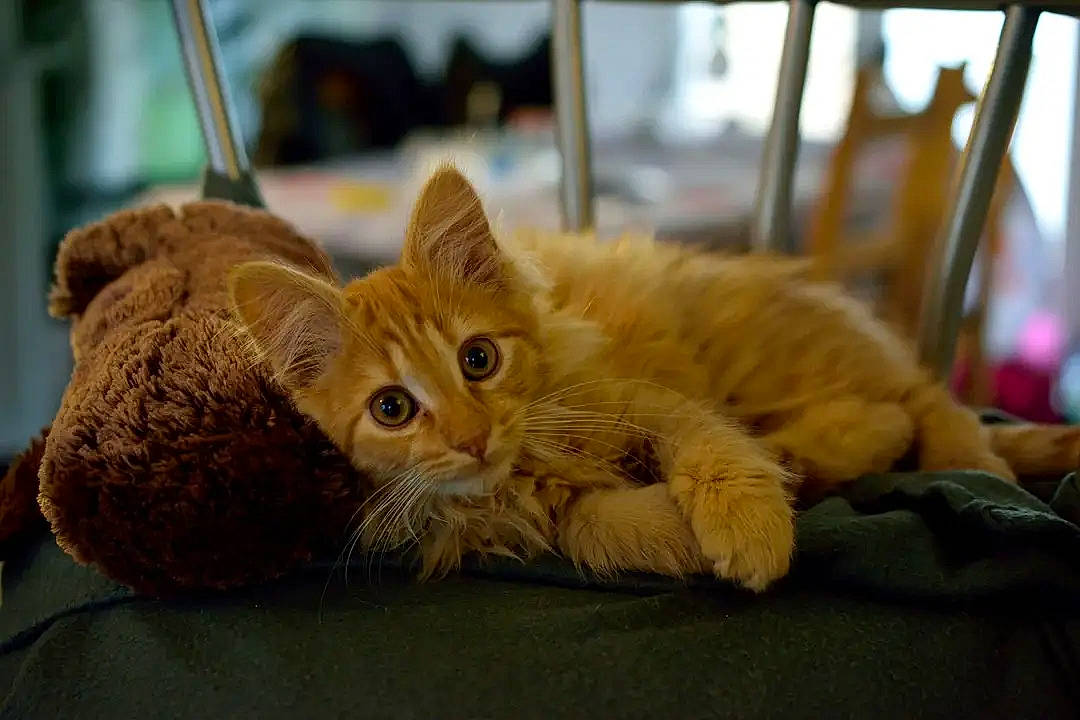 Chachou participe au concours pour gagner de l'argent avec cette photo : carnivore, cat, cat_supply, claw, comfort, domestic_short_haired_cat, fawn, felidae, fur, paw, small_to_medium_sized_cats, tail, terrestrial_animal, whiskers, wildlife, wood