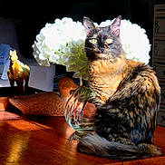 Yvette a rejoint le concours — aidez-le/la à gagner de superbes lots ! cat, tortoiseshell_cat, wooden_table, vase, white_flowers, sunlight, indoor, decor, wooden_figurines, animal_figures, furniture, pet, feline, sitting, tabletop, natural_light, domestic, cozy, home, still_life