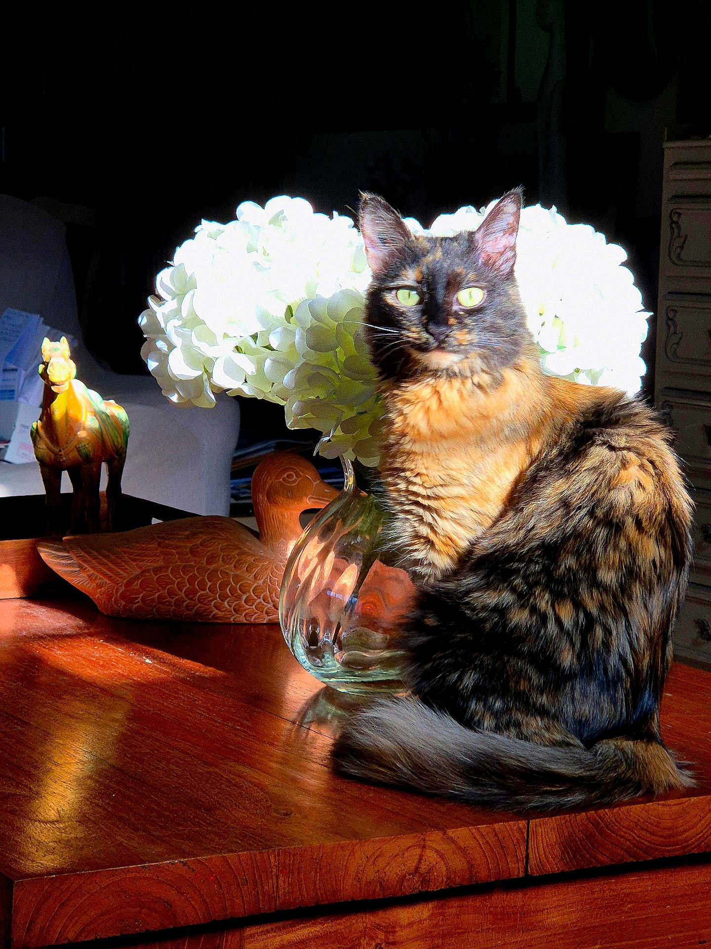 Yvette a rejoint le concours — aidez-le/la à gagner de superbes lots ! cat, tortoiseshell_cat, wooden_table, vase, white_flowers, sunlight, indoor, decor, wooden_figurines, animal_figures, furniture, pet, feline, sitting, tabletop, natural_light, domestic, cozy, home, still_life