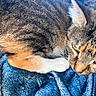 Ruby joined the competition — help win amazing prizes! cat, tabby, fur, close_up, green_eyes, pet, animal, resting, blanket, blue, whiskers, paw, cute, domestic_cat, feline, sleepy, cozy, indoor, mammal, soft