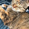 Ruby is registered to the contest to win money with this photo: cat, tabby, feline, sleeping, relaxed, closeup, pet, fur, whiskers, animal, cozy, indoor, blanket, soft, cute, content, resting, warm, domestic, mammal